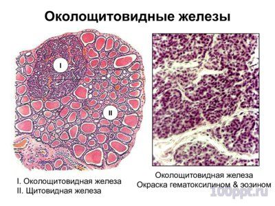Презентация эндокринная система - слайд 9 9 слайд презентации эндокринная система