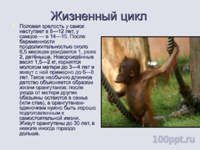 Презентация человекообразные обезьяны - слайд 6 6 слайд презентации человекообразные обезьяны