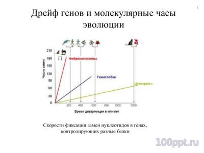 Презентация факторы микроэволюции - слайд 5 5 слайд презентации факторы микроэволюции