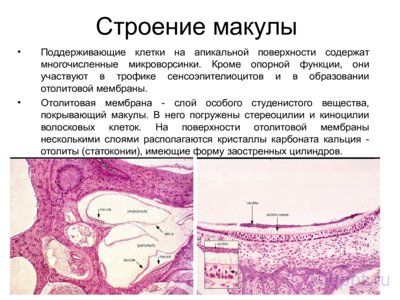 Презентация вестибулярный аппарат - слайд 7 7 слайд презентации вестибулярный аппарат