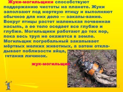 Презентация вредные и полезные насекомые - слайд 7 7 слайд презентации вредные и полезные насекомые