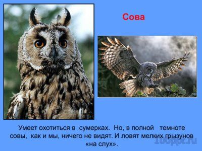 Презентация зрение животных - слайд 7 7 слайд презентации зрение животных