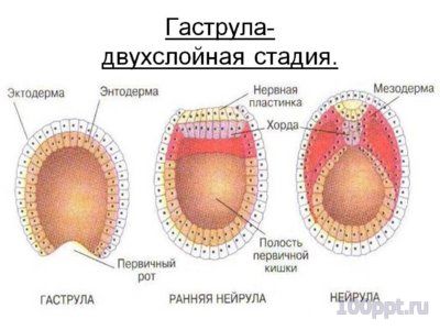 Презентация эмбриональное развитие - слайд 8 8 слайд презентации эмбриональное развитие