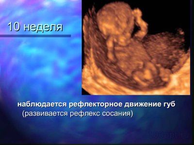 Презентация онтогенез человека - слайд 9 9 слайд презентации онтогенез человека