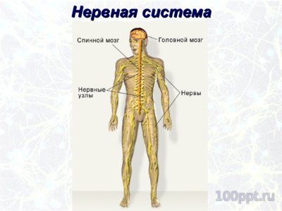 Презентация значение нервной системы - слайд 5 5 слайд презентации значение нервной системы