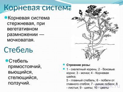 Презентация семейство розоцветные - слайд 2 2 слайд презентации семейство розоцветные