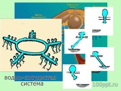 Тип Иглокожие Презентация 7 Класс