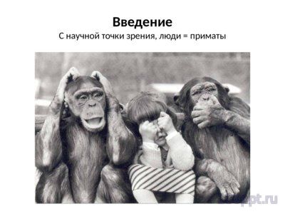 Презентация современные приматы - слайд 1 1 слайд презентации современные приматы