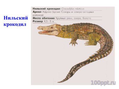 Презентация систематика рептилий - слайд 11 11 слайд презентации систематика рептилий