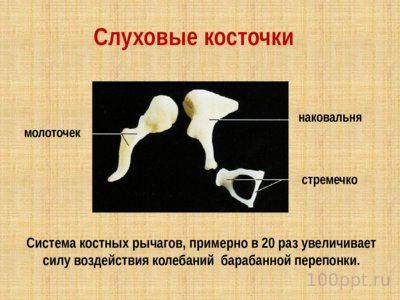 Презентация слуховой анализатор - слайд 8 8 слайд презентации слуховой анализатор
