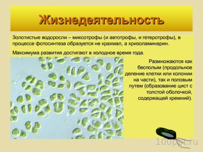 Презентация отдел золотистые водоросли - слайд 3 3 слайд презентации отдел золотистые водоросли