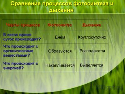 Презентация дыхание растений - слайд 6 6 слайд презентации дыхание растений