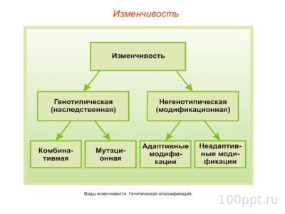 Презентация модификационная изменчивость - слайд 1 1 слайд презентации модификационная изменчивость