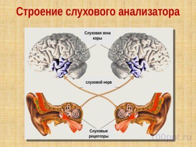 Презентация слуховой анализатор - слайд 2 2 слайд презентации слуховой анализатор