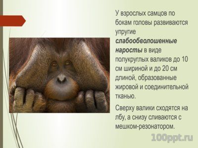 Презентация орангутаны - слайд 8 8 слайд презентации орангутаны