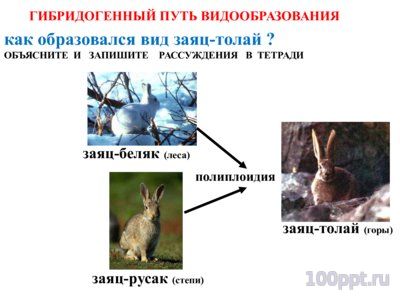 Презентация микроэволюция - слайд 7 7 слайд презентации микроэволюция