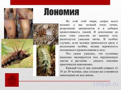 Презентация самые опасные насекомые в мире - слайд 5 5 слайд презентации самые опасные насекомые в мире