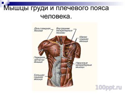 Презентация система органов человека - слайд 8 8 слайд презентации система органов человека