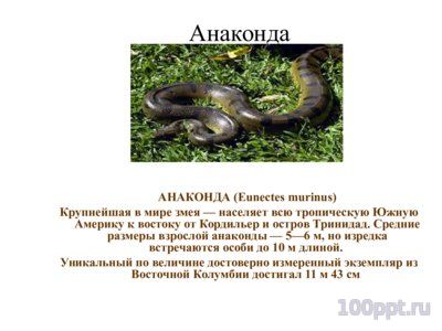 Презентация многообразие пресмыкающихся - слайд 10 10 слайд презентации многообразие пресмыкающихся