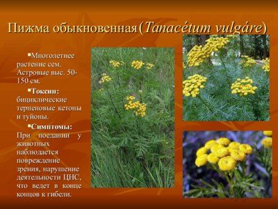 Презентация вредные и ядовитые для животных растения - слайд 11 11 слайд презентации вредные и ядовитые для животных растения