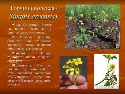 Презентация вредные и ядовитые для животных растения - слайд 6 6 слайд презентации вредные и ядовитые для животных растения
