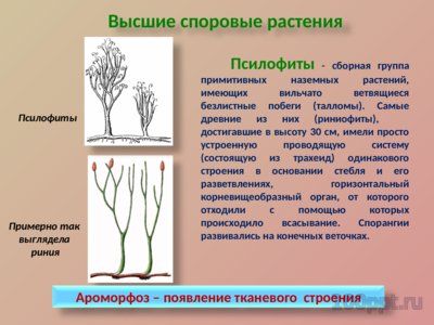 Презентация ароморфозы в эволюции растений - слайд 4 4 слайд презентации ароморфозы в эволюции растений