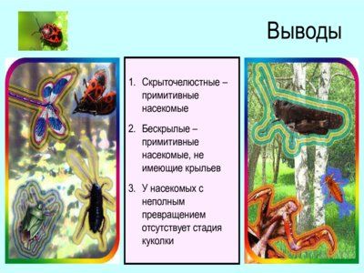 Презентация отряды насекомых с неполным превращением - слайд 6 6 слайд презентации отряды насекомых с неполным превращением