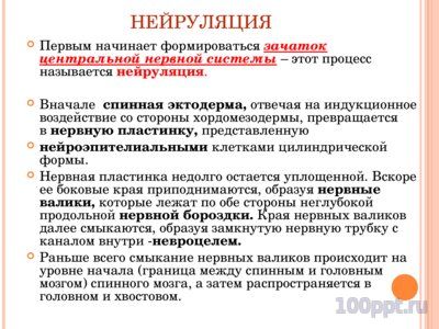 Презентация онтогенез многоклеточных - слайд 3 3 слайд презентации онтогенез многоклеточных