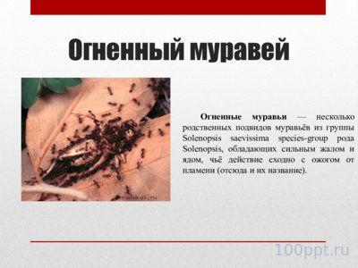 Презентация самые опасные насекомые в мире - слайд 2 2 слайд презентации самые опасные насекомые в мире