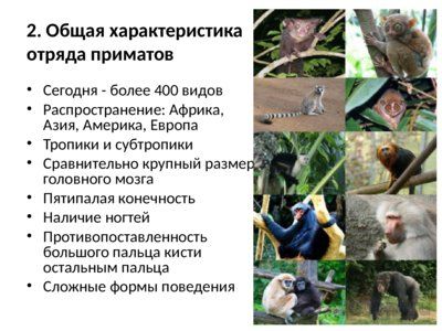 Презентация современные приматы - слайд 8 8 слайд презентации современные приматы