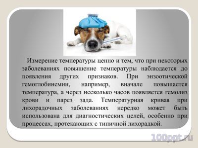 Презентация измерение температуры тела животных - слайд 1 1 слайд презентации измерение температуры тела животных
