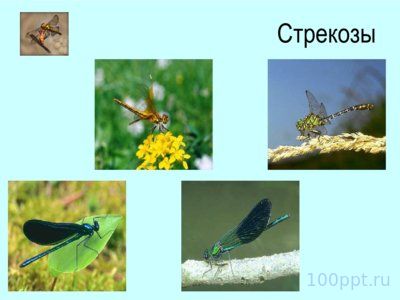 Презентация отряды насекомых с неполным превращением - слайд 9 9 слайд презентации отряды насекомых с неполным превращением