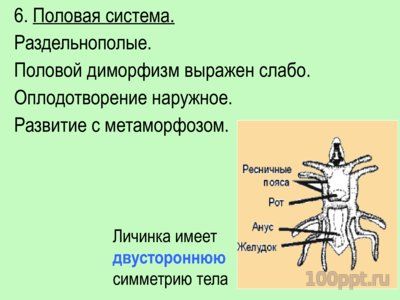 Презентация тип иглокожие - слайд 8 8 слайд презентации тип иглокожие