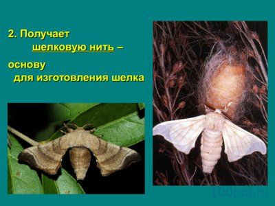 Презентация значение насекомых - слайд 7 7 слайд презентации значение насекомых