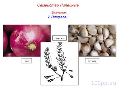 Презентация семейства класса однодольные - слайд 6 6 слайд презентации семейства класса однодольные