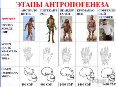 Презентация основные этапы эволюции приматов - слайд 4 4 слайд презентации основные этапы эволюции приматов