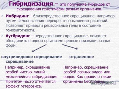Презентация близкородственные скрещивания - слайд 2 2 слайд презентации близкородственные скрещивания
