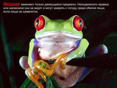 Презентация зрение животных - слайд 5 5 слайд презентации зрение животных