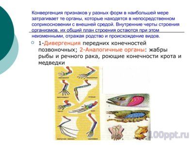 Презентация приспособительные формы организмов - слайд 8 8 слайд презентации приспособительные формы организмов