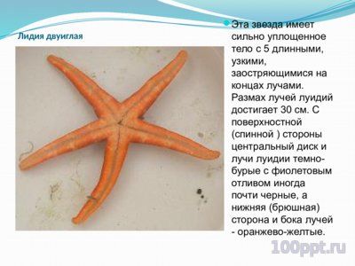 Презентация морские звезды - слайд 7 7 слайд презентации морские звезды