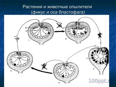 Презентация симбиоз - слайд 6 6 слайд презентации симбиоз