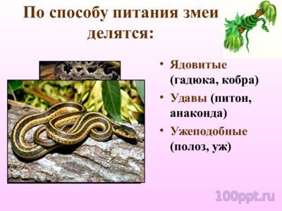 Презентация многообразие пресмыкающихся - слайд 9 9 слайд презентации многообразие пресмыкающихся