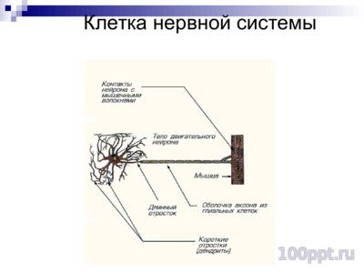 Презентация система органов человека - слайд 5 5 слайд презентации система органов человека