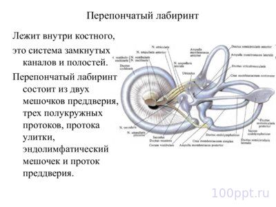 Презентация вестибулярный аппарат - слайд 3 3 слайд презентации вестибулярный аппарат