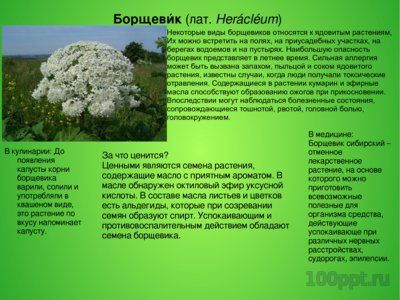 Презентация лекарственные и ядовитые растения среди специй - слайд 4 4 слайд презентации лекарственные и ядовитые растения среди специй