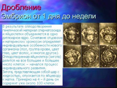 Презентация онтогенез человека - слайд 3 3 слайд презентации онтогенез человека