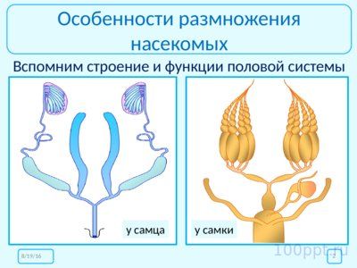 Презентация размножение и развитие насекомых - слайд 1 1 слайд презентации размножение и развитие насекомых
