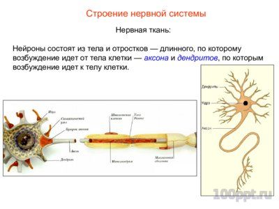 Презентация нервная система человека - слайд 1 1 слайд презентации нервная система человека