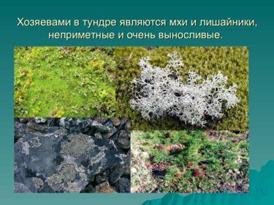 Презентация природная зона Тундра - слайд 9 9 слайд презентации природная зона Тундра