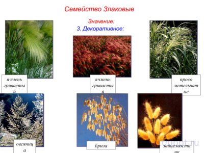 Презентация семейства класса однодольные - слайд 11 11 слайд презентации семейства класса однодольные